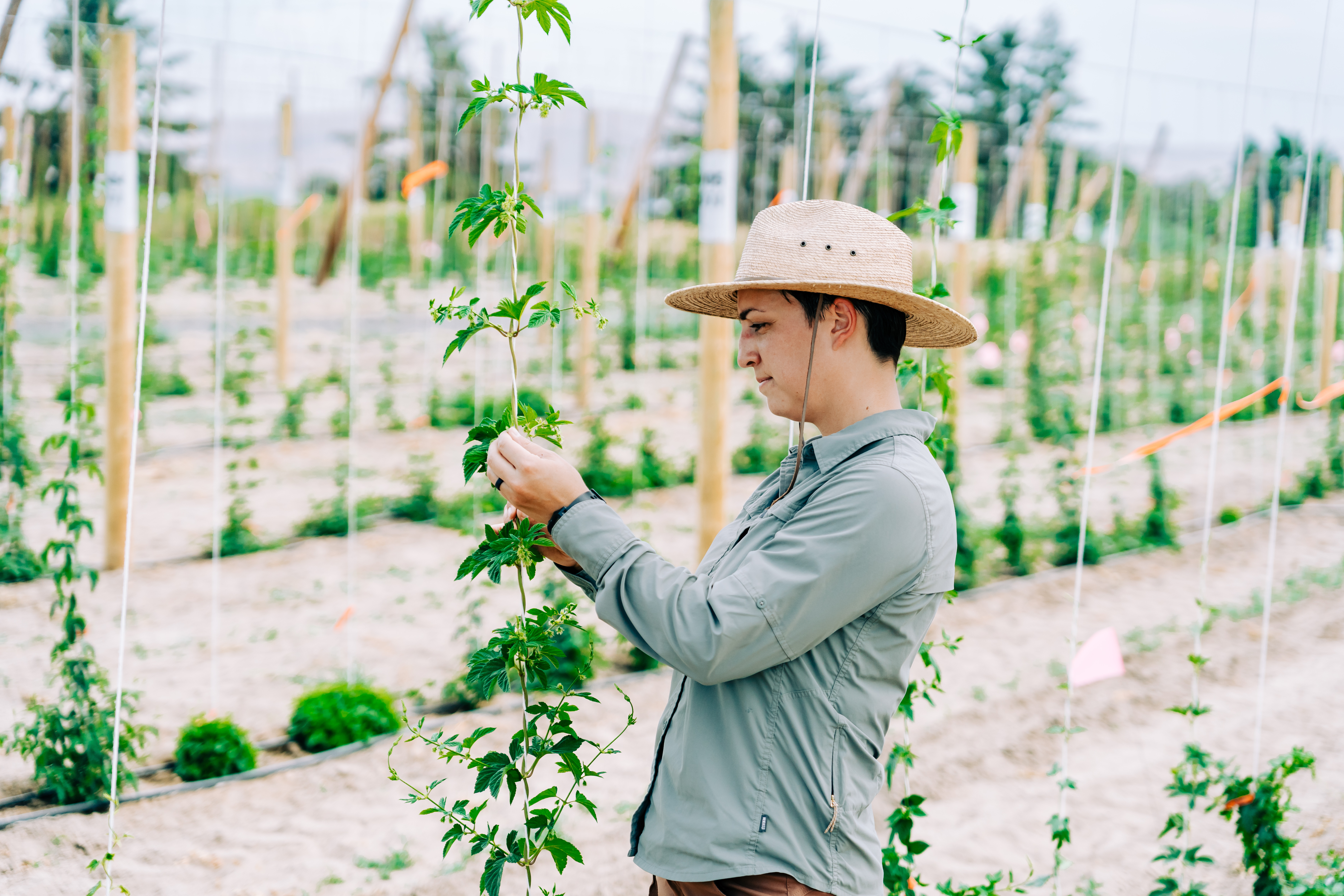 Person examining hop vine