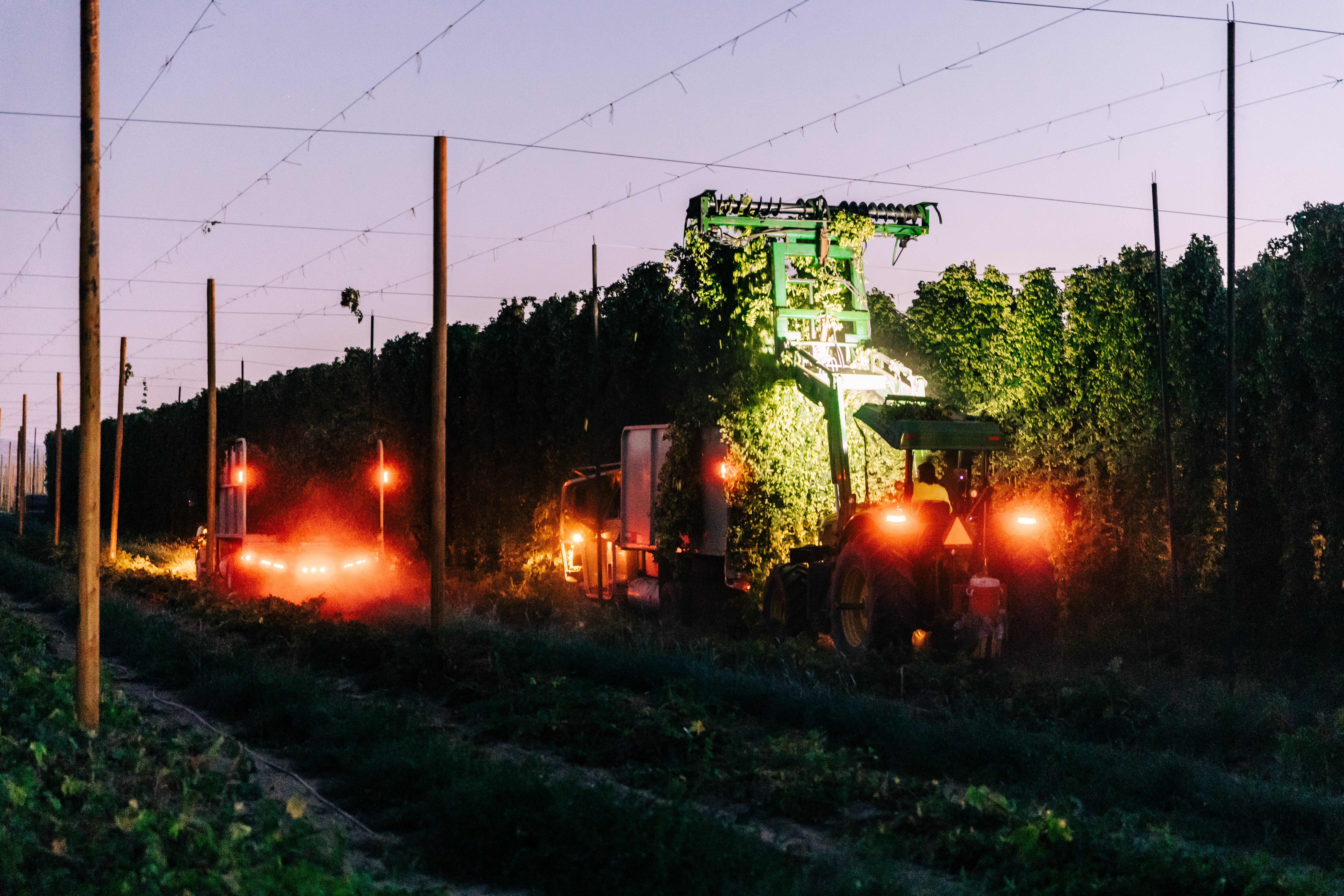 Machine harvesting hops