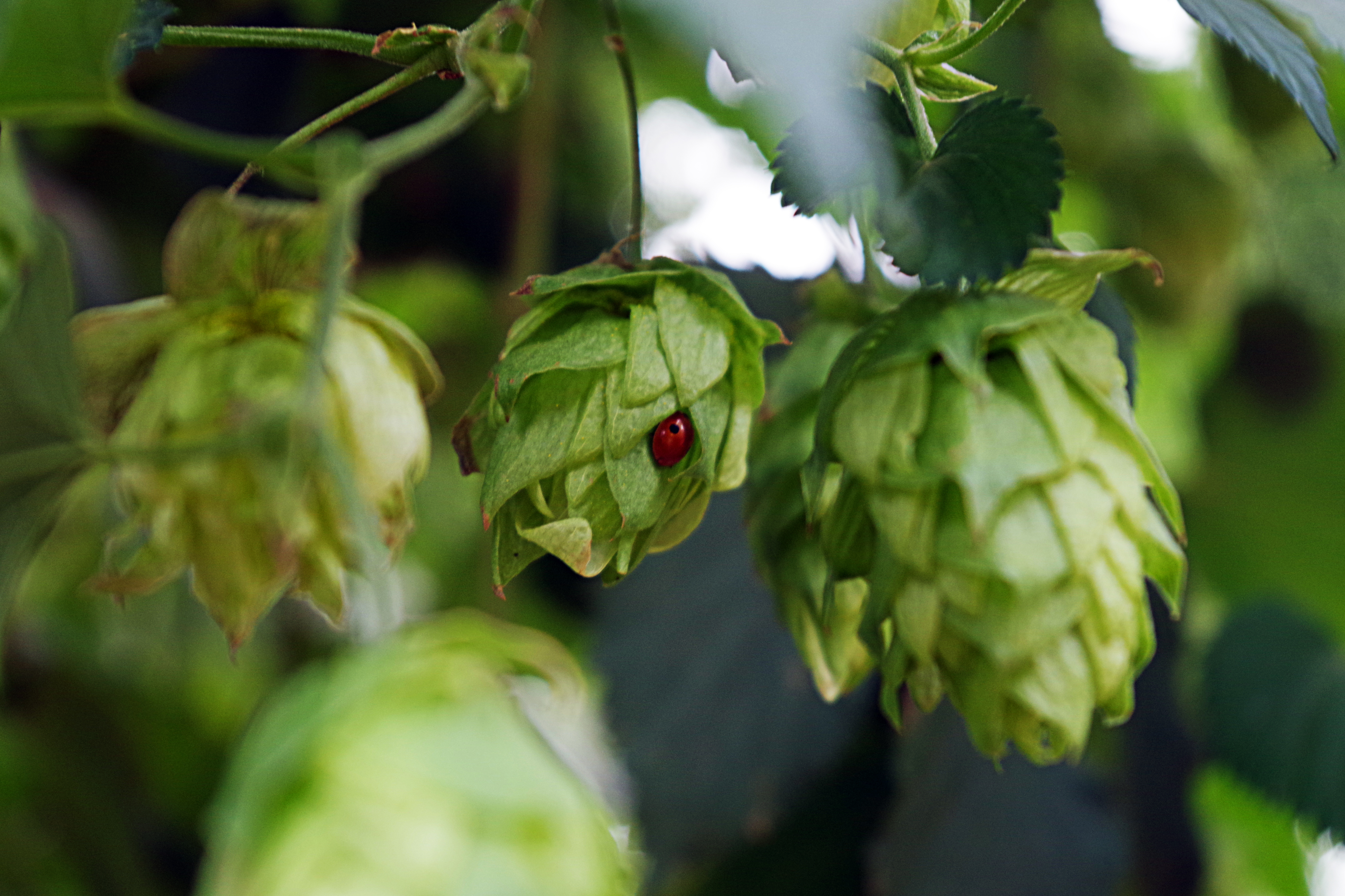 Ladybug on hop cone